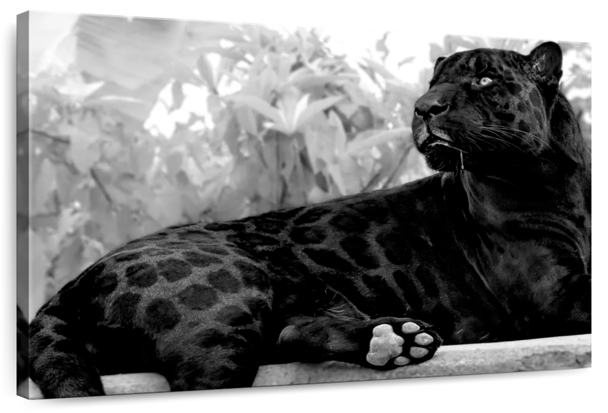 Black Panther Monochrome Wall Art